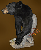 bear mount
